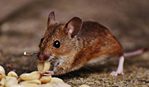 24 Hour & Emergency Exterminators in Biddeford, ME